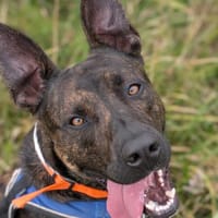 OREO VAA, chien à adopter