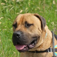 YANG, chien à adopter