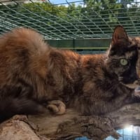 ANI C, chatte à adopter