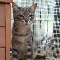 PRALINE C, chatte à adopter
