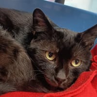 FRANGIPANE C, chat à adopter