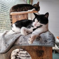 AGATHA, chatte à adopter