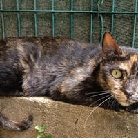 NALA C, chatte à adopter