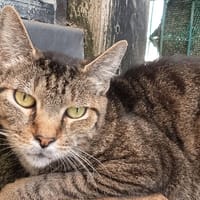 THOR C, chat à adopter