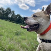RUBEN, chien à adopter