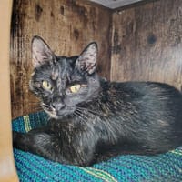 ALIAS, chatte à adopter
