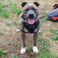 TAYSON, chien à adopter