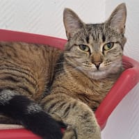 SAUTERELLE, chatte à adopter