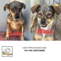 Nina e Lulù, cane femmina da adottare