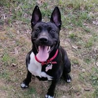 NAYA, chienne à adopter
