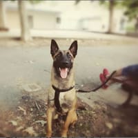 SAM, chien à adopter