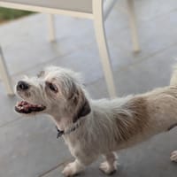 Aël, croisé griffon d'or, chien à adopter