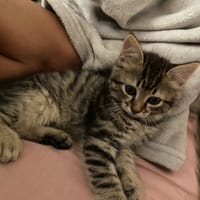 SAPHIR, chat à adopter