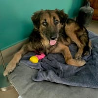Bobby, chéri des îles, chien à adopter