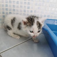 albus, chat à adopter