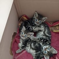 asarim, chat à adopter