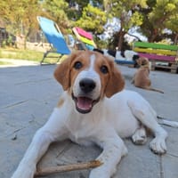 Rivka, chienne à adopter