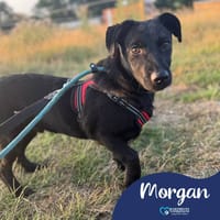 Morgan, dog to adopt