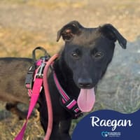 Raegan, female dog to adopt