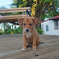 HAWAI jolie puce au cœur tendre, chienne à adopter