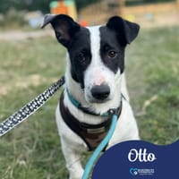 Otto, dog to adopt