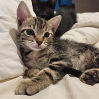 JUNGLE, chat à adopter