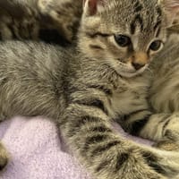 CERAPHIN, chat à adopter