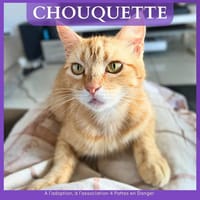 CHOUQUETTE, chatte à adopter