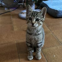 CELESTE, chat à adopter