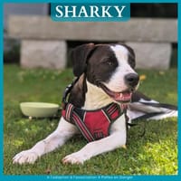 SHARKY, chien à adopter