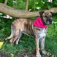 Moose, teefjes ter adoptie