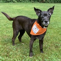 Lyske, teefjes ter adoptie