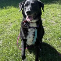 Leia, suczka do adopcji