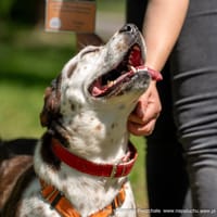 Dotka, suczka do adopcji
