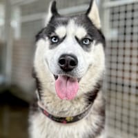 Lori, suczka do adopcji