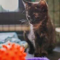 Jinx, kotka do adopcji