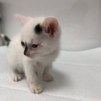 Timon, kot do adopcji