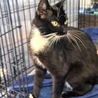 Frędzelek, kot do adopcji