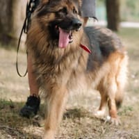 Aslan, pies do adopcji