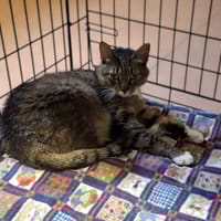 Bibi, kotka do adopcji