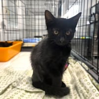 Bianca, kotka do adopcji