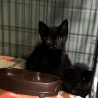 Elio, kotka do adopcji