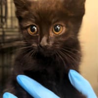 Naya, kot do adopcji