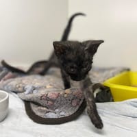 Jeżynka, kotka do adopcji