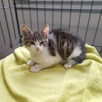 Bajzel, kot do adopcji