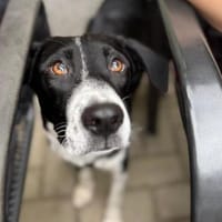 Wunderbare♥Wilma♥wartet in 04157 Leipzig, Hündin zur Adoption