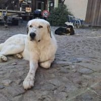 Leopold steckt voller Leben, Hund zur Adoption