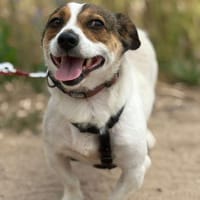 Joschi  Kleiner Herzenshund, Hund zur Adoption