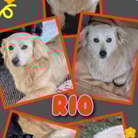 Hübscher Rio wartet in Illschwang!, Hund zur Adoption