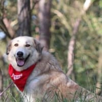 Heidi sucht ihr Für-Immer-Zuhause, Hündin zur Adoption